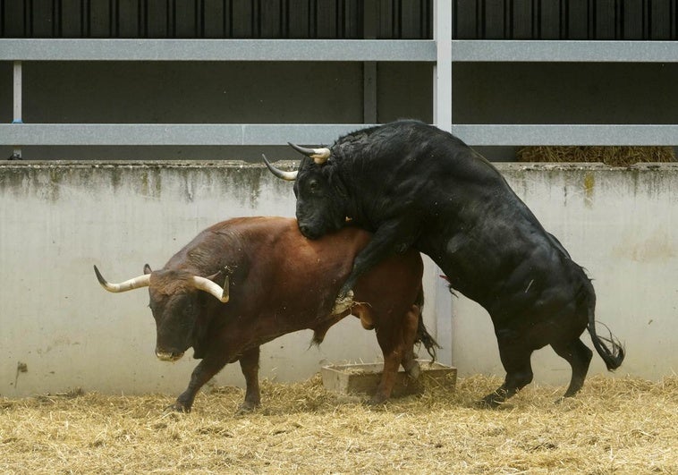 Dos astados de Cebada Gago, en un conato de enfrentamiento durante su estancia en los Corrales del Gas de Pamplona.