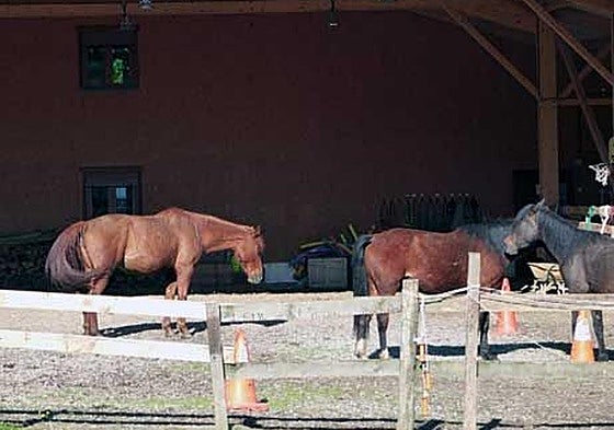 Pottokak gertutik ikusteko aukera izango da igandean Arantzazun