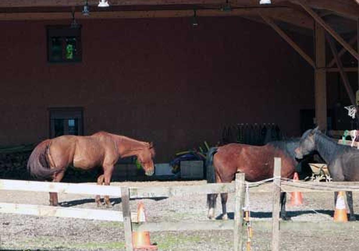 Pottokak gertutik ikusteko aukera izango da igandean Arantzazun