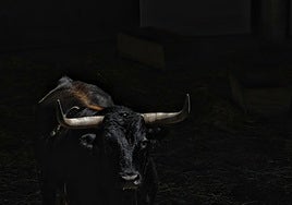 Los toros de algunas de las ganaderías que participaran en los encierros y en la Feria del Toro de estos Sanfermines 2025