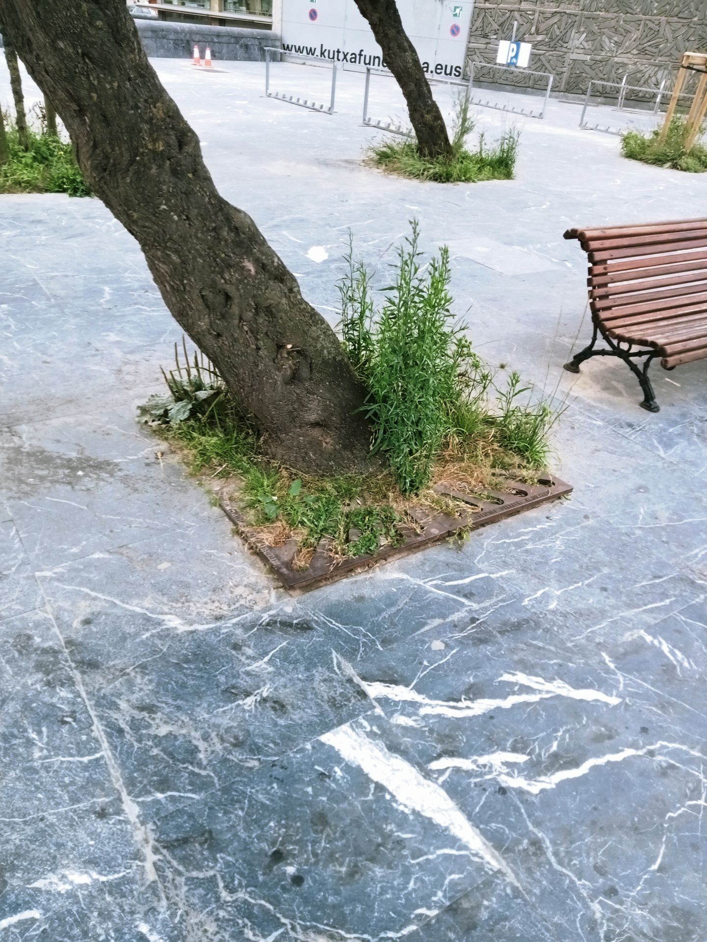 Denuncia Miguel P.: «En el paseo de Zurriola, junto a la entrada del aparcamiento del centro de congresos Kursaal, hay un tamarindo en el que el hierro protector del alcorque está peligrosamente salido del suelo y provoca tropiezos a los paseantes que pueden llegar a ser peligrosos. Se requiere una reparación urgente».