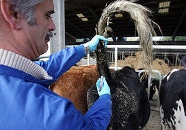 Toma de muestra de sangre a las vacas de una explotación de Aia para comprobar si tienen lengua azul.