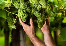 Un productor guipuzcoano recoge los racimos de uvas en un viñedo de txakoli.