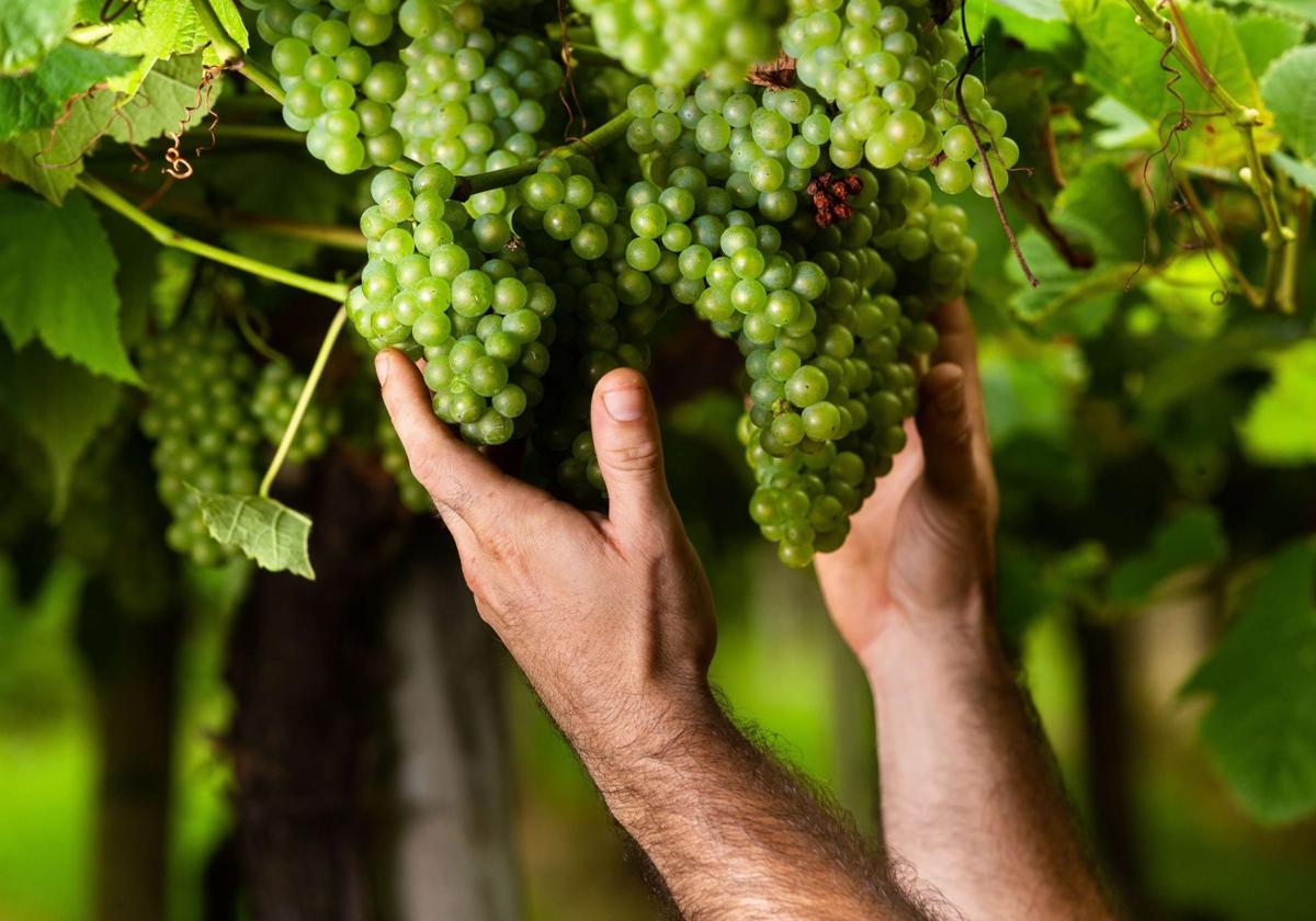 Un productor guipuzcoano recoge los racimos de uvas en un viñedo de txakoli.