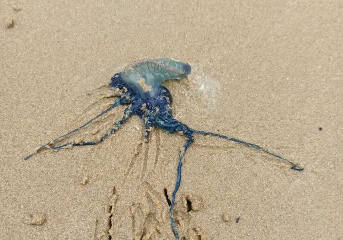 Una carabela portuguesa en la playa de La Concha hace dos veranos