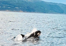 Imagen de una orca avistada cerca de la bahía de La Concha en septiembre de 2020.