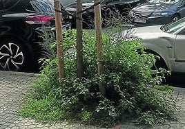 Denuncia J. P.: «Espero que en el nuevo Basque Culinary Center –terreno regalado por la patilla política– el mantenimiento del mar de flores que van a hacer en la encimera no lo haga el Ayuntamiento. ¿Se acuerdan de la fachada de San Telmo? Se lo comen los hierbajos, como en toda la ciudad, como esta fotografía al lado del polideportivo de Benta Berri».