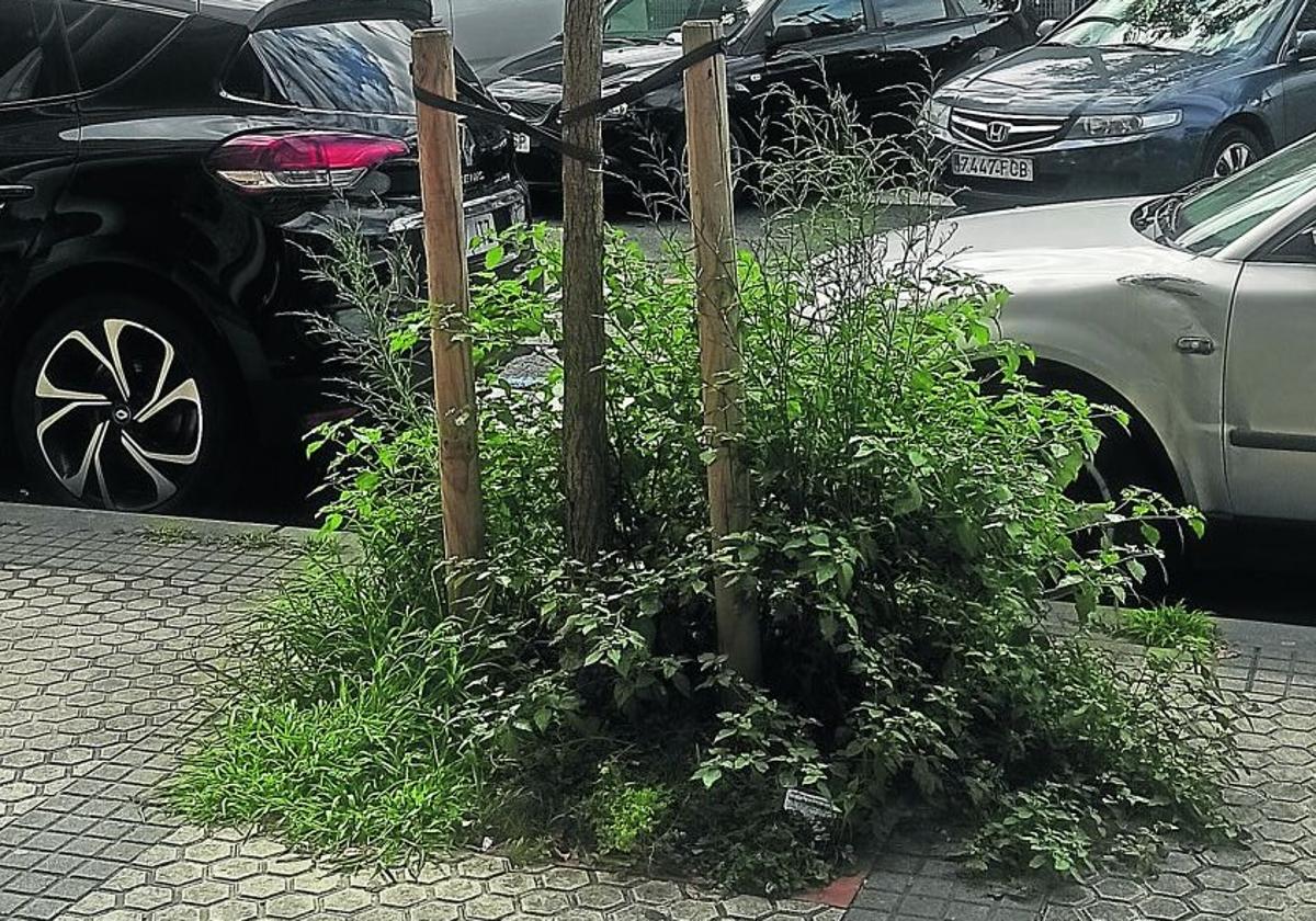 Denuncia J. P.: «Espero que en el nuevo Basque Culinary Center –terreno regalado por la patilla política– el mantenimiento del mar de flores que van a hacer en la encimera no lo haga el Ayuntamiento. ¿Se acuerdan de la fachada de San Telmo? Se lo comen los hierbajos, como en toda la ciudad, como esta fotografía al lado del polideportivo de Benta Berri».