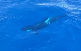 Una de las orcas avistadas ayer a 10 millas de Matxitxako.
