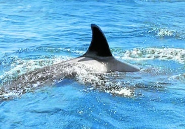 «Para ellas es un juego, una especie de entrenamiento para aprender a cazar», explican los expertos