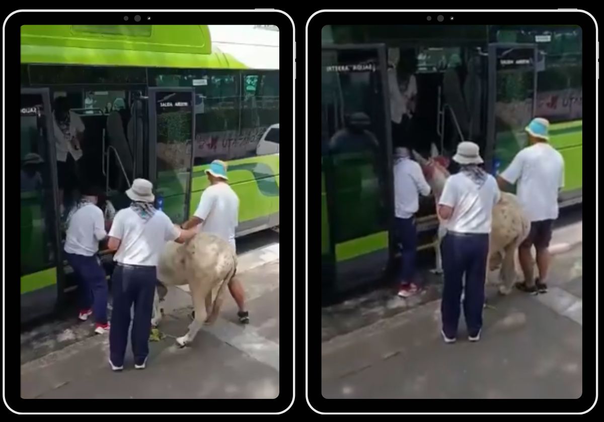 La cuadrilla de fiestas en Bakio introduce a la burra en un autobús.