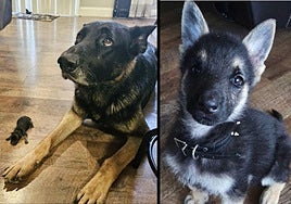 El pequeño tamaño del cachorro junto a su madre.