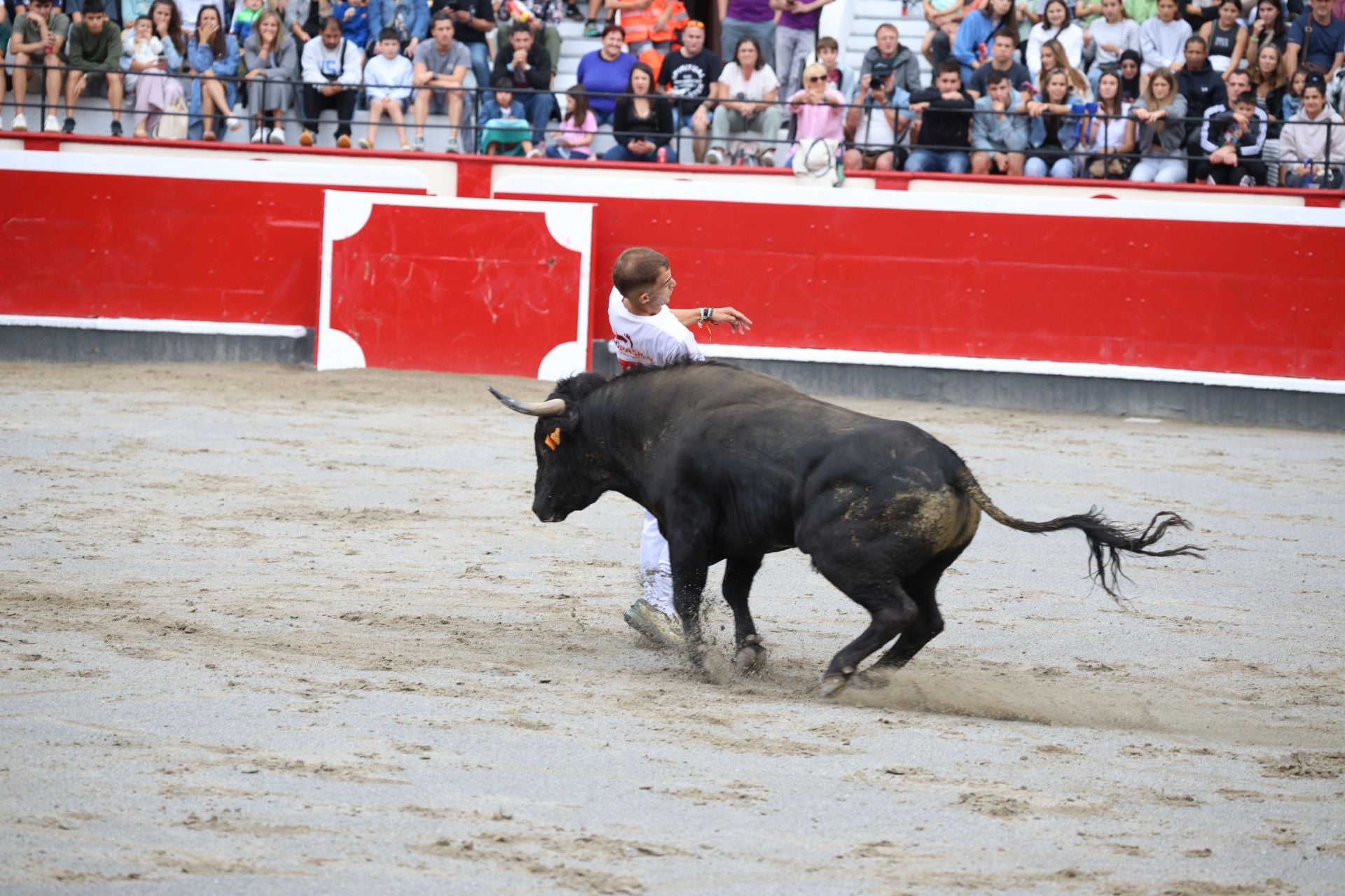 Los recortadores vuelven a triunfar en la plaza de Azpeitia
