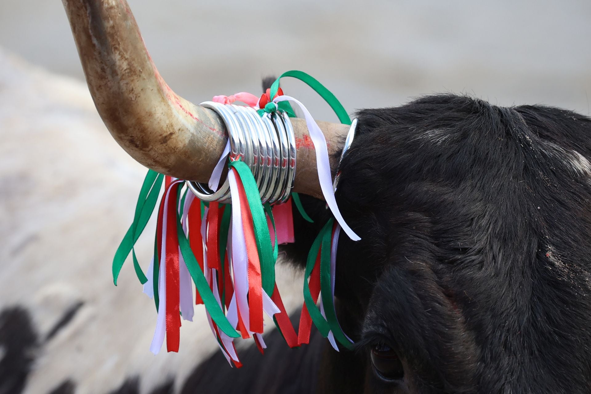 Los recortadores vuelven a triunfar en la plaza de Azpeitia
