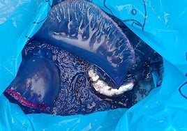 Una de las carabelas portuguesas capturadas este lunes en la playa de Hondarribia.