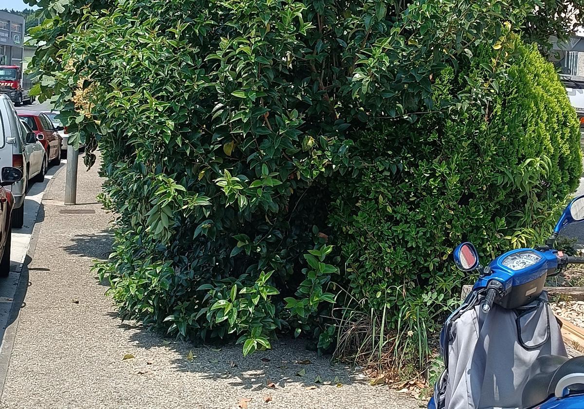 Martutene: «O cortan las ramas o tenemos que salir a la carretera»
