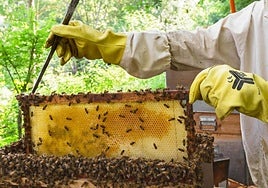 Un apicultor trabajando en una colmena.