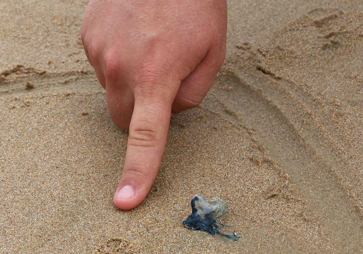 Ejemplar pequeño de carabela portuguesa ayer en La Concha