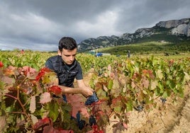 Un trabajador revisando los racimos durante la vendimia.