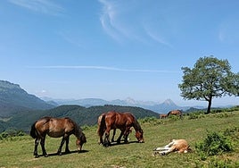 Yeguas pastan en la zona de Arrobi.