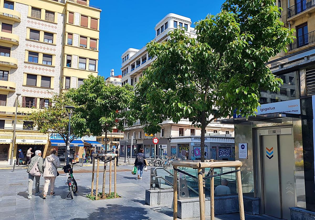 Imagen principal - Los alcanfores, en plaza de Cataluña. LaThespesia populnea, en la plaza Sert y el Hibiscus tilaceus florece en Pío Baroja.