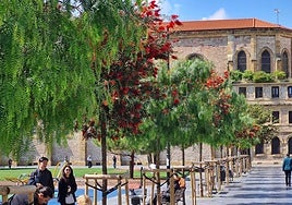 Los cerezos fueron sustituidos en la plaza de Cataluña por hileras en las que se intercalan falsos pimenteros y ejemplares de 'limpiatubos'.