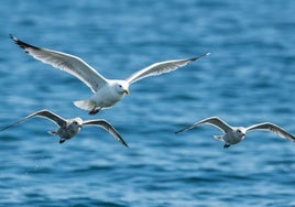 Detectan varios casos de gripe aviar en gaviotas en Bizkaia