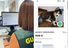 Venden a un vecino de Irun dos cachorros de Husky que fallecieron a los pocos días tras una compra online