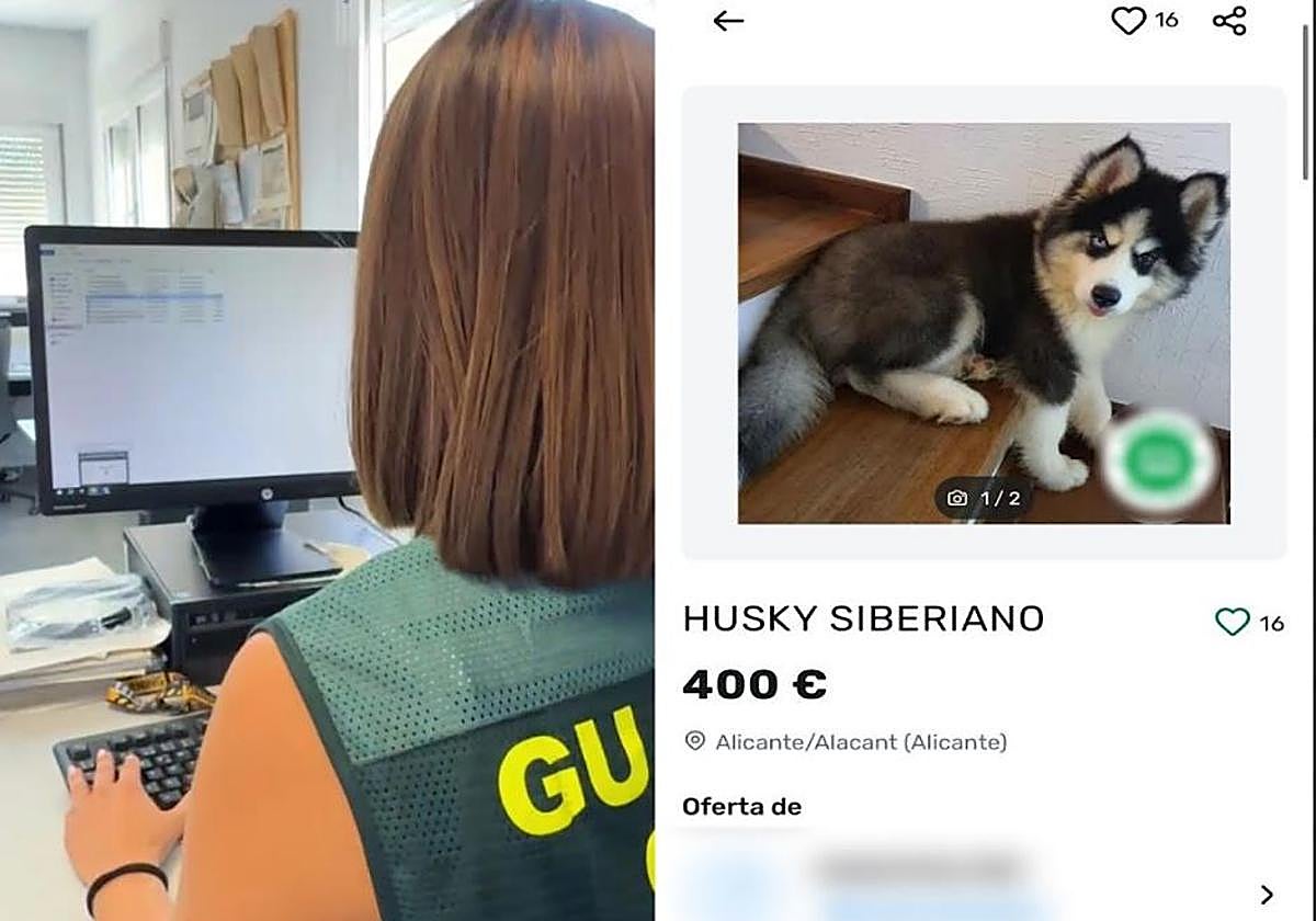 Fallecen los dos cachorros de Husky que un vecino de Irun compró online: acusan de estafa al vendedor