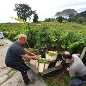 Dos trabajadores recogen en Getaria la uva con la que se elabora su txakoli.