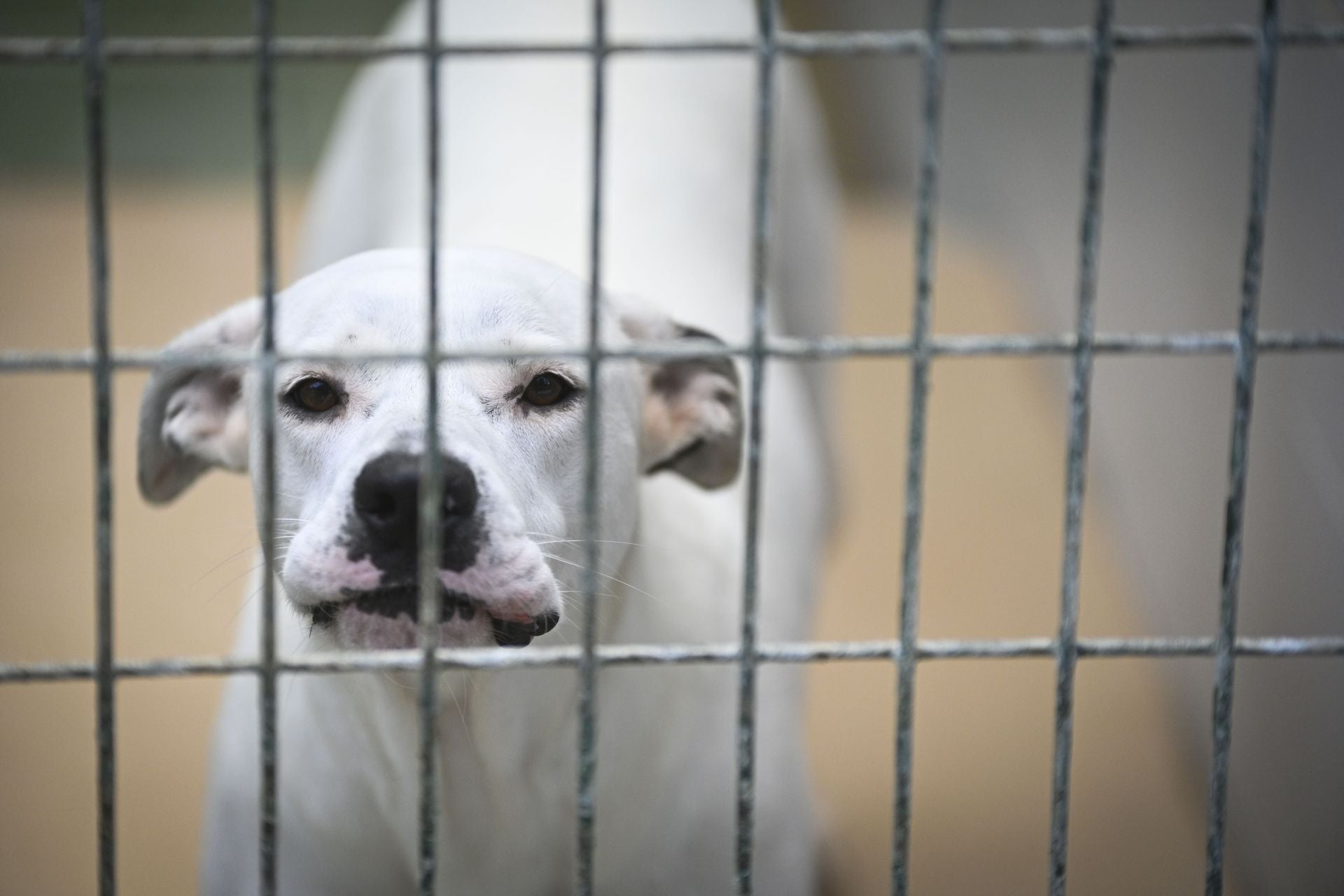 Una protectora llena de colores