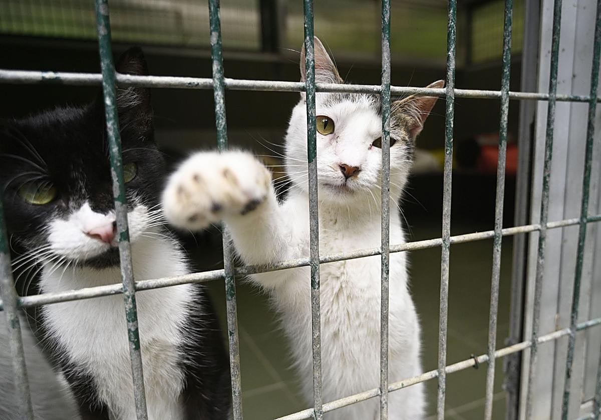 Una protectora llena de colores