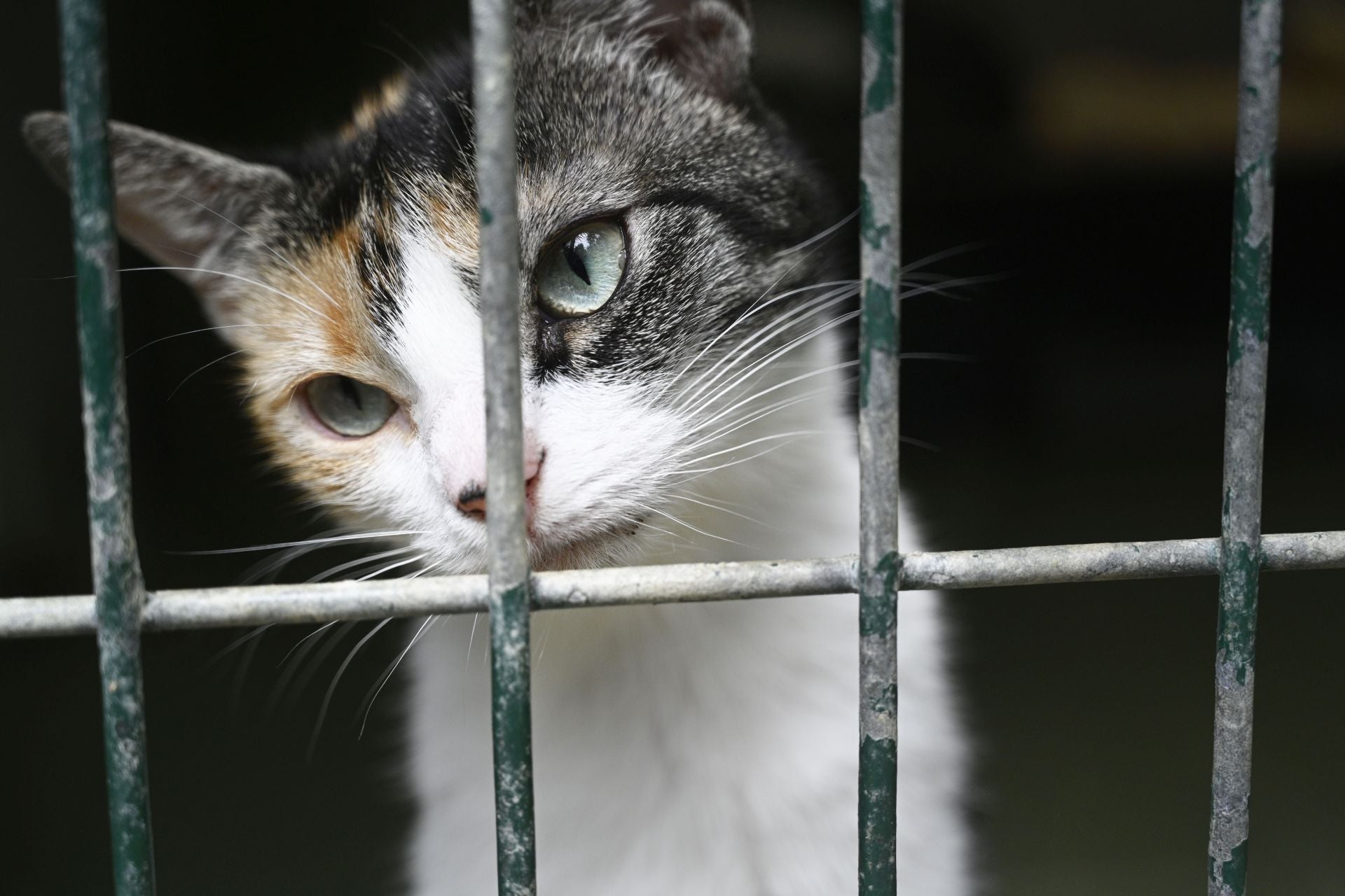Una protectora llena de colores