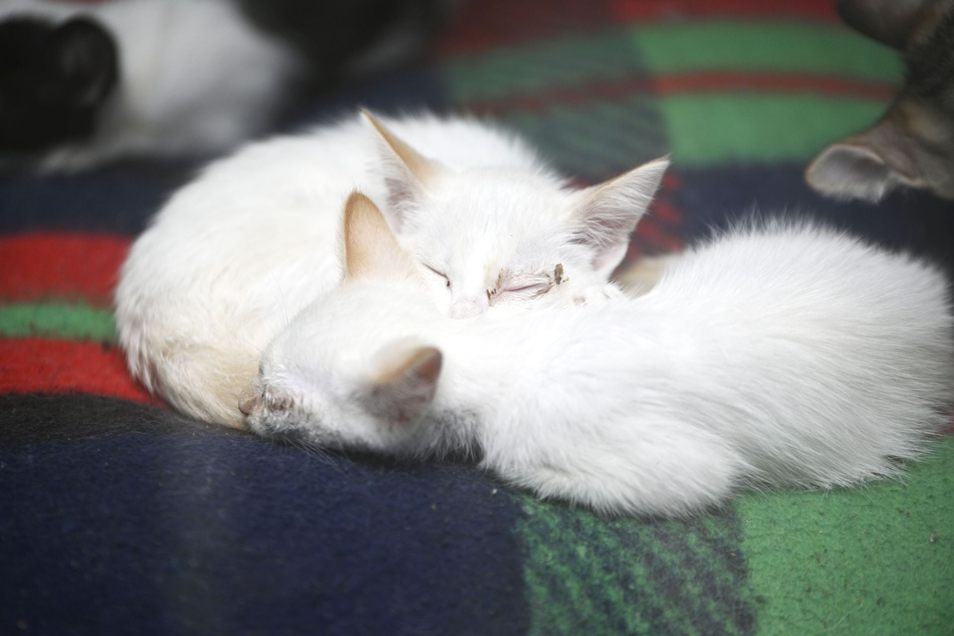 Una protectora llena de colores