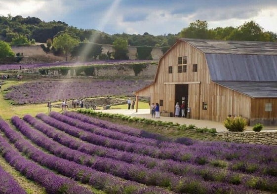 El campo de Lavanda a un paso de San Sebastián: visita guiada y txakoli por 5 euros