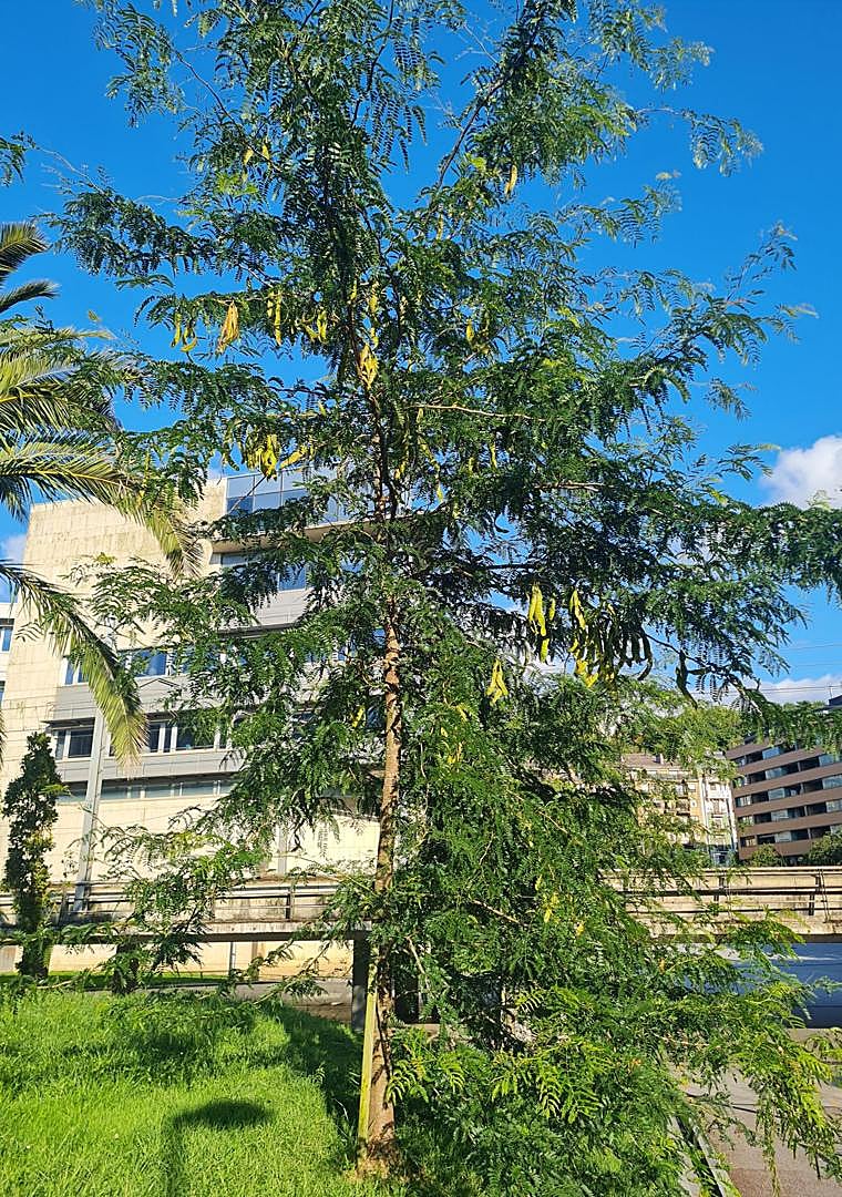 Imagen - Una acacia amarilla (Albizia Lebbeck) en la plaza Teresa de Calcuta.