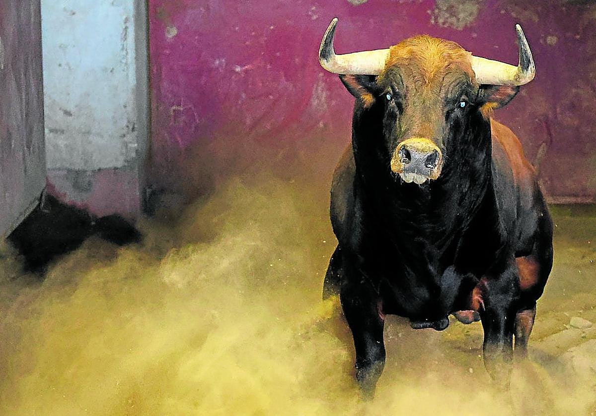 Primera de feria. Uno de los astados de 'El Vellosino' que lidiarán el jueves Juan Ortega, Borja Jiménez y Pablo Aguado.