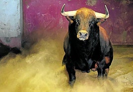Primera de feria. Uno de los astados de 'El Vellosino' que lidiarán el jueves Juan Ortega, Borja Jiménez y Pablo Aguado.