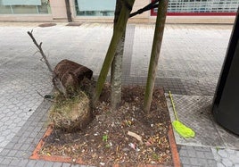Señala Jesús Mª Pérez: «Envié una queja al Ayuntamiento denunciando la no recogida de la basura en la calle Humboldt, en Riberas. Al día siguiente la movieron del alcorque del primer árbol al del segundo. El domingo, es decir, casi un mes después, la basura seguía allí».