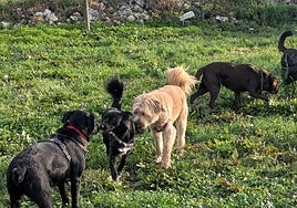 Durante el mes de agosto hasta 29 perros 'de vacaciones' se hospedarán en la residencia Elurra, donde salen a pasear al menos dos veces al día.