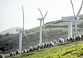 Un rebaño de ovejas pasta en el parque eólico de Elgea-Urkilla.