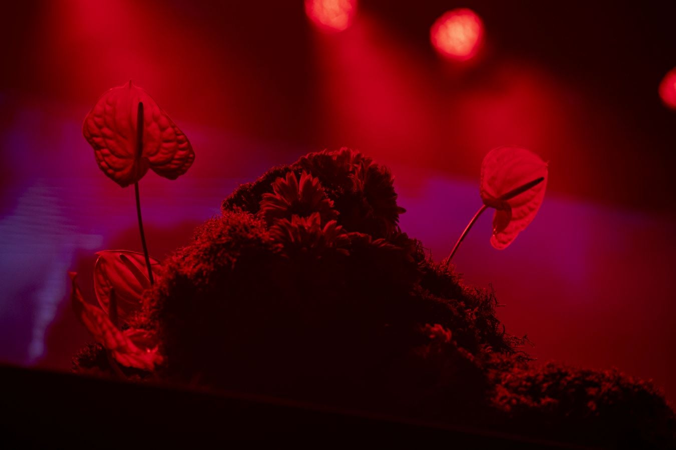 Intimidad y energía contagiosa con Janus Lester