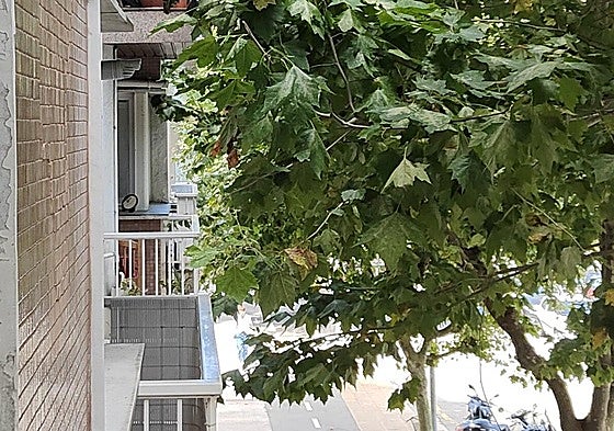 Árboles en la calle Balleneros de San Sebastián.