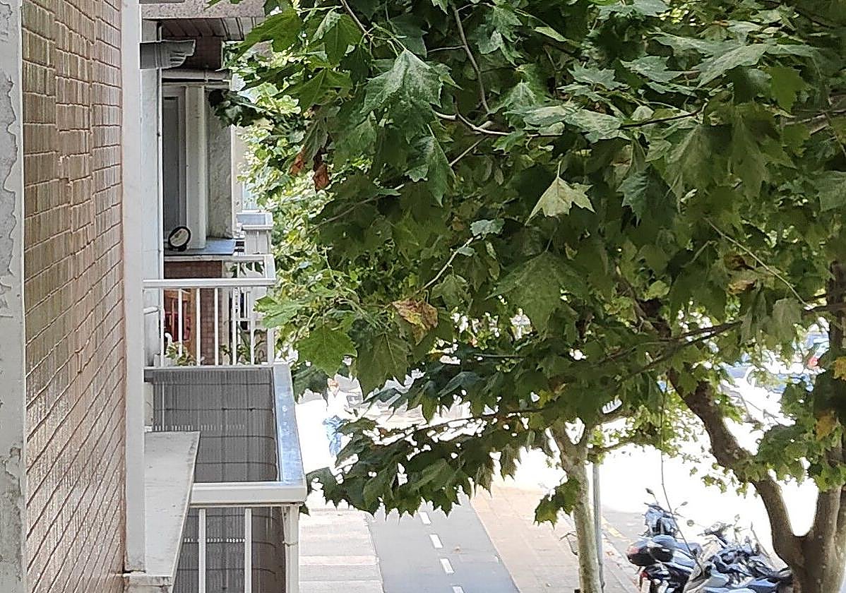 Árboles en la calle Balleneros de San Sebastián.