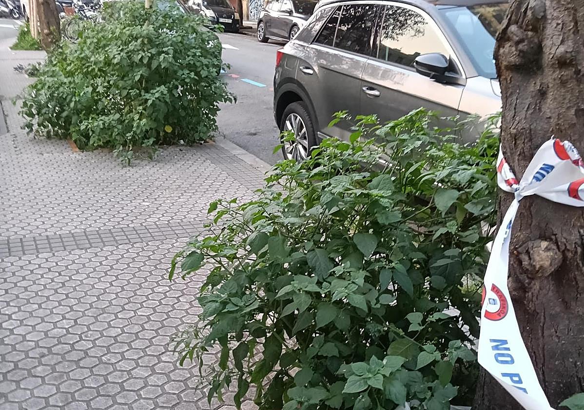 Denuncia Ane Odriozola: «Así lucen los alcorques de la calle Autonomía, del barrio de Amara Viejo. ¿Acaso el Ayuntamiento ha decidido experimentar un nuevo tipo de decoración vegetal? Por favor, que el responsable de la poda de estos alcorques se haga cargo de los mismos».