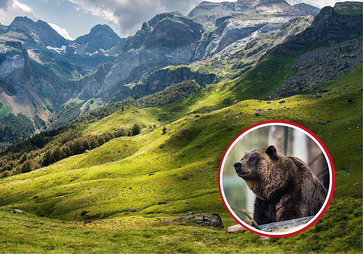La huida de un oso en los Pirineos en mitad de la noche que ha terminado con dos jóvenes en el hospital