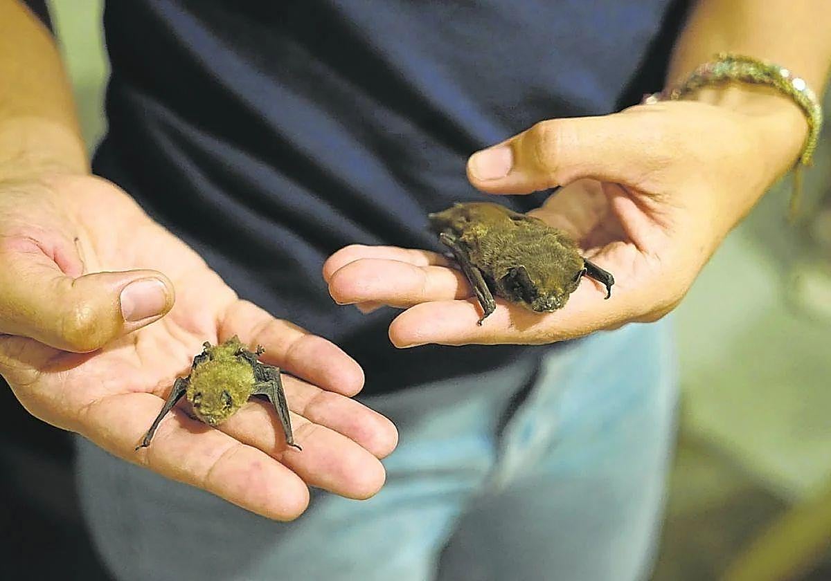 Ion Fontenla, de la sociedad Naturtzaindia, con dos murciélagos.