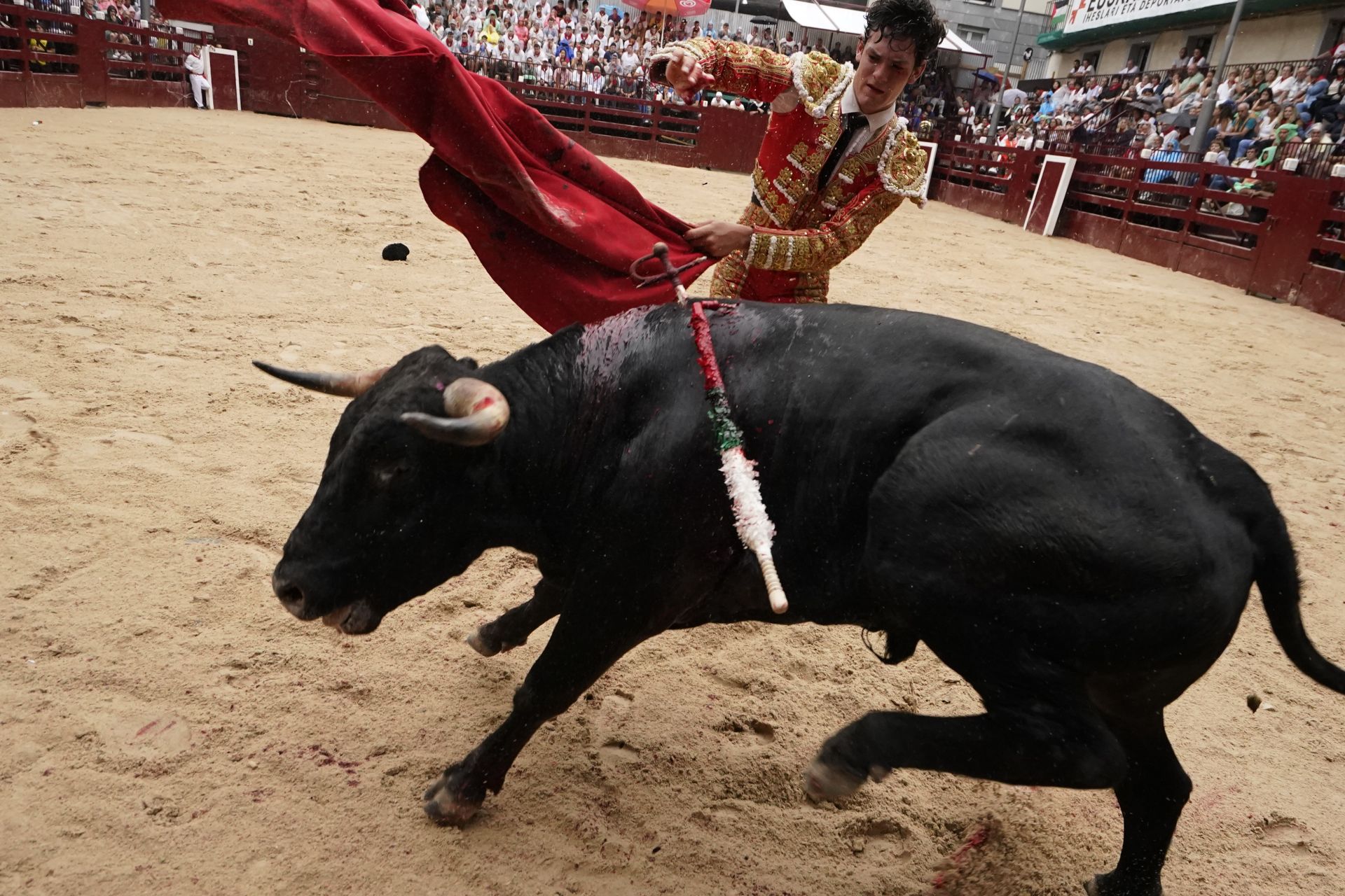 Novillada en el último día de San Roke