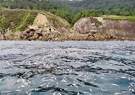 Eguzki denuncia ante la Fiscalía un descarte ilegal de una tonelada de pescado en aguas de Ulia