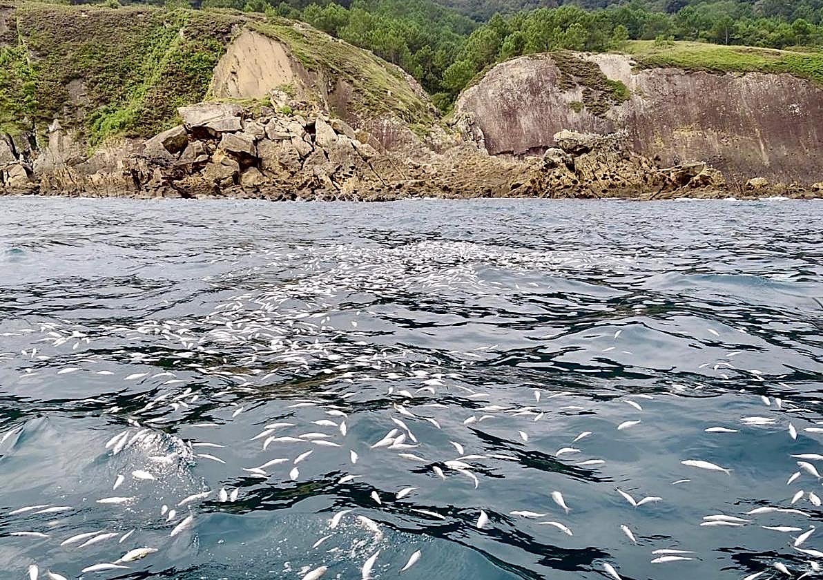 Eguzki denuncia ante la Fiscalía un descarte ilegal de una tonelada de pescado en aguas de Ulia